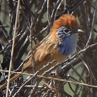 Rufous-crowned Emuwren